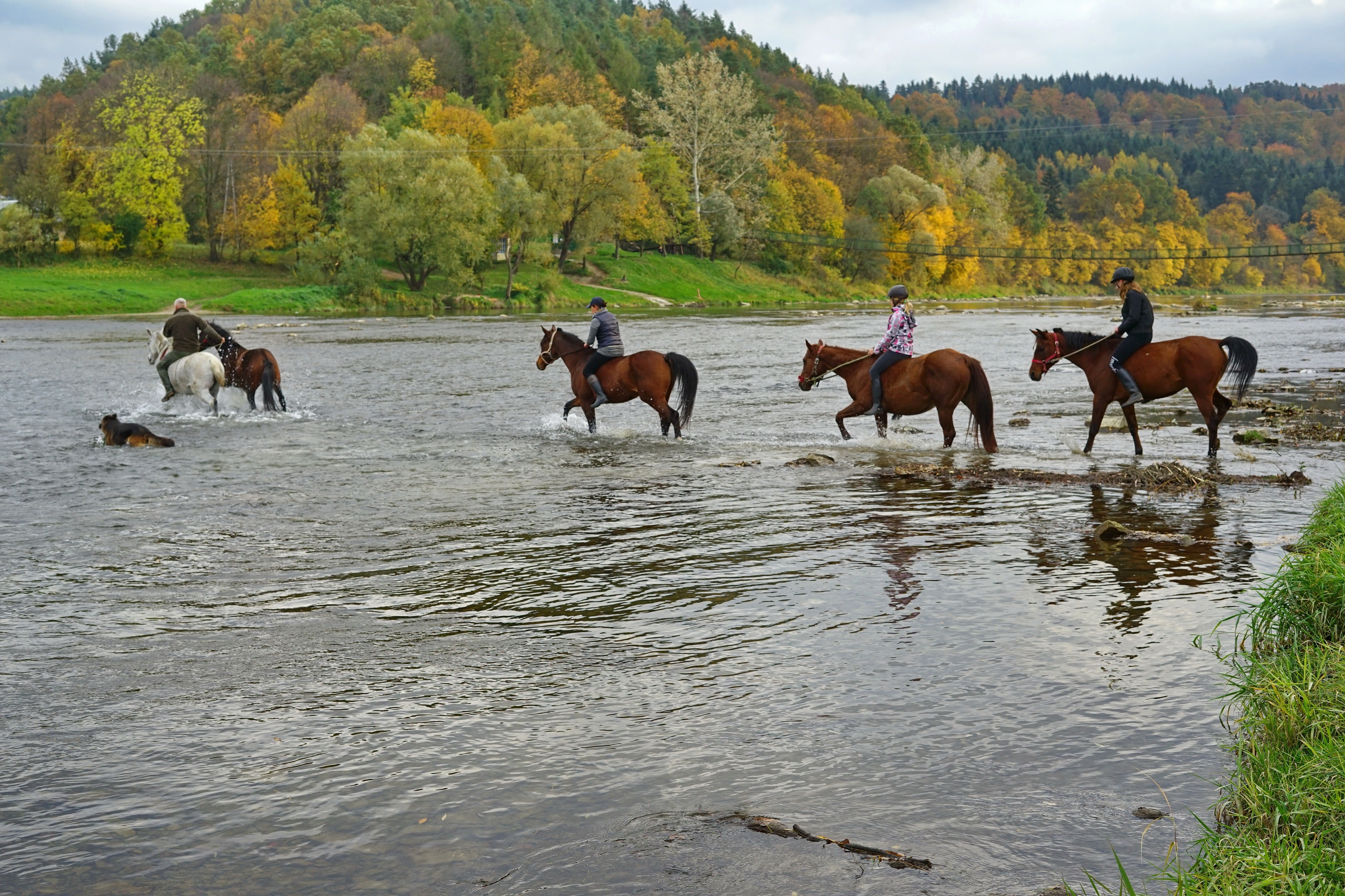 Horses in the river